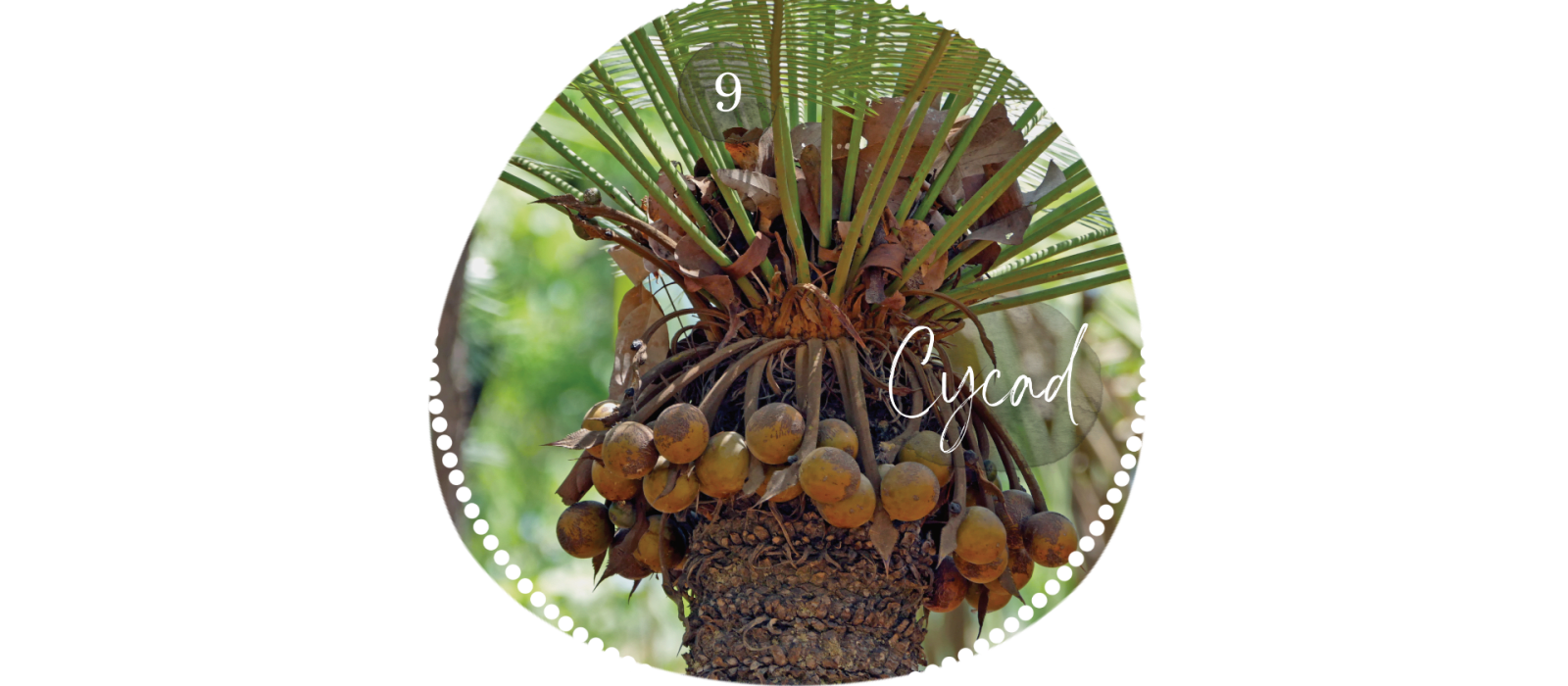 Cycad