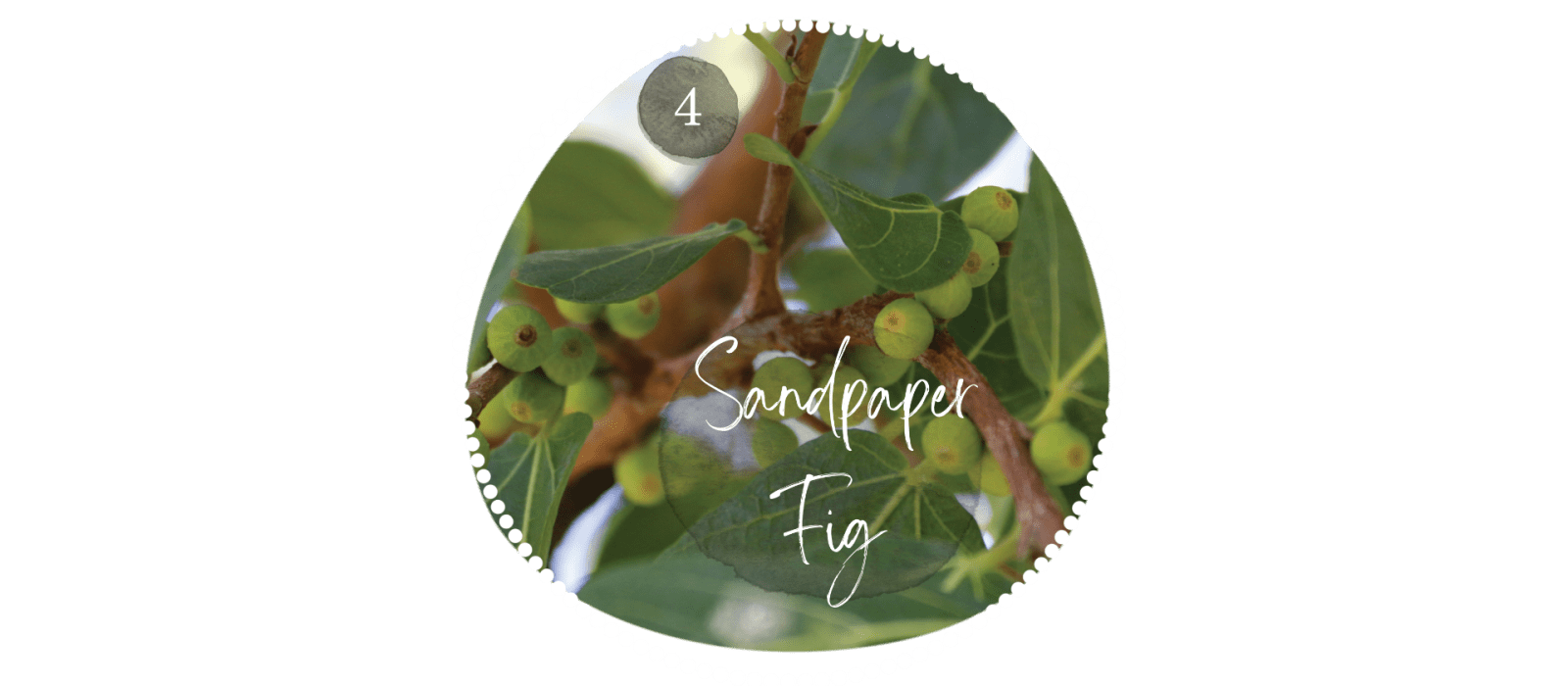 Sandpaper Fig
