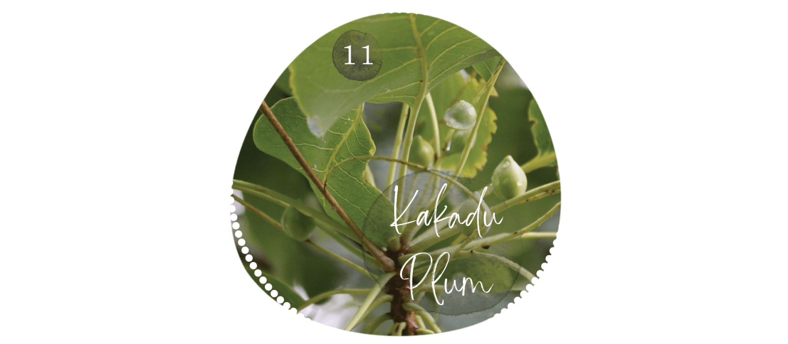Kakadu Plum