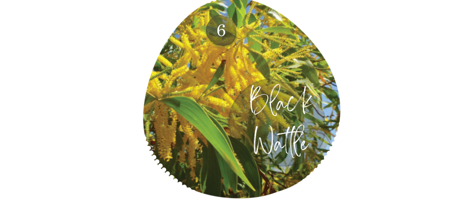 Black Wattle