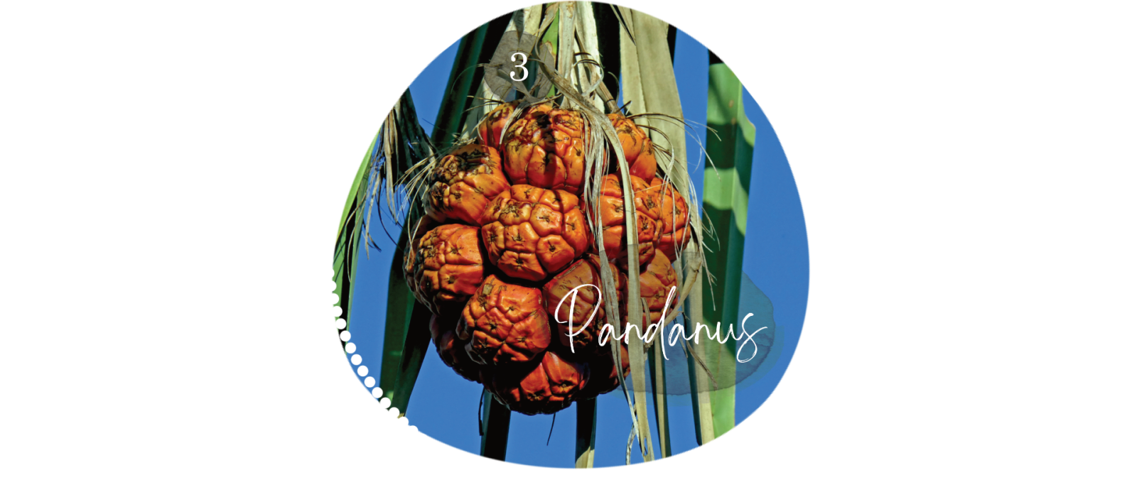 Pandanus