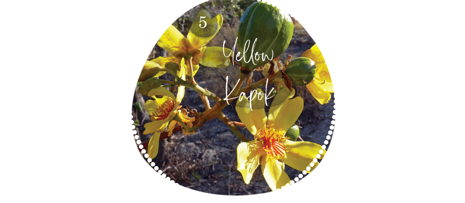 Yellow Kapok