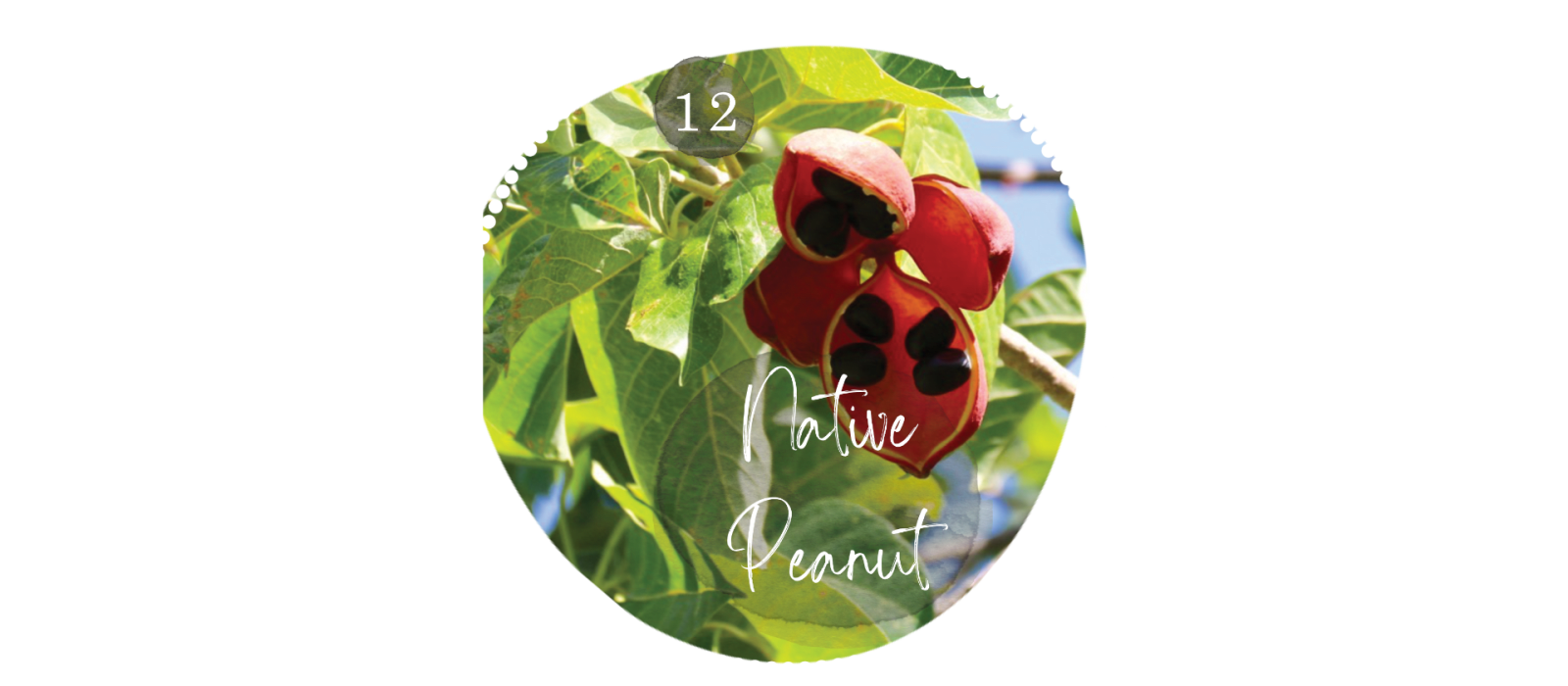 Native Peanut