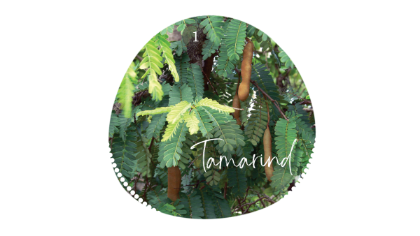 Tamarind