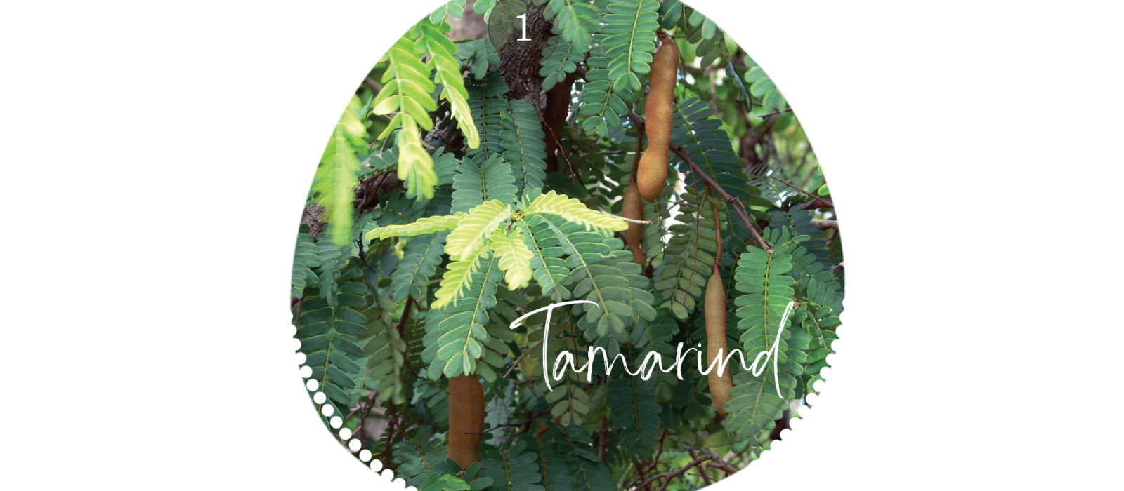 Tamarind
