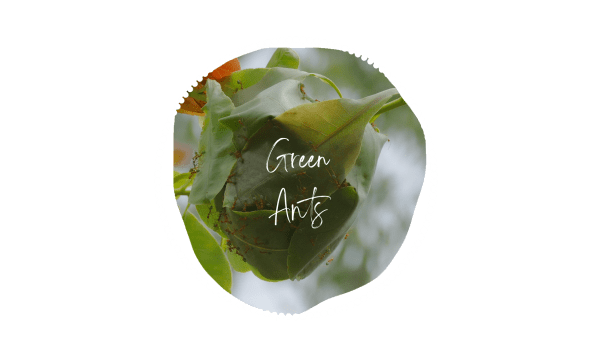 Green Ants
